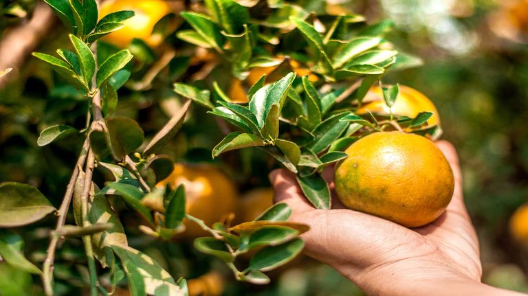 Naranjas 20230808