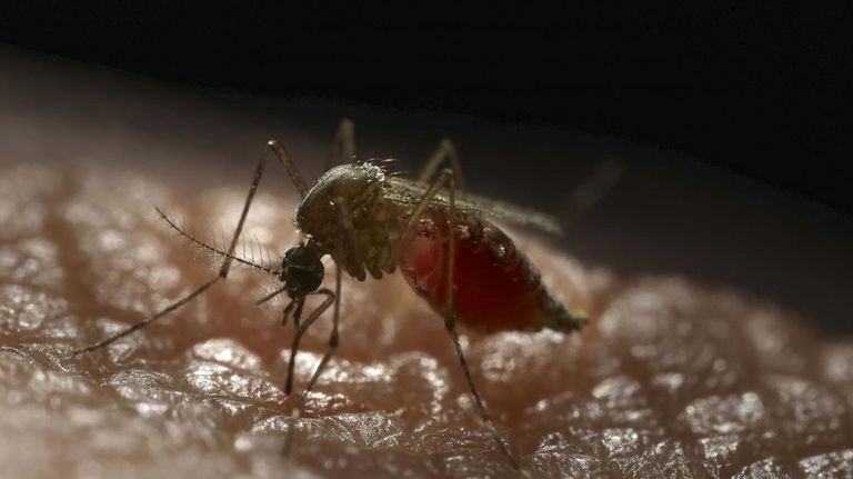 Aedes aegypti