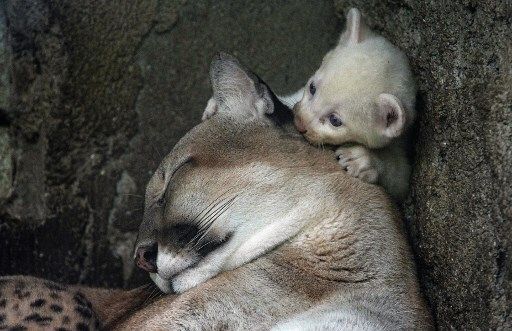 Nació un Puma albino en el zoo de Nicaragua