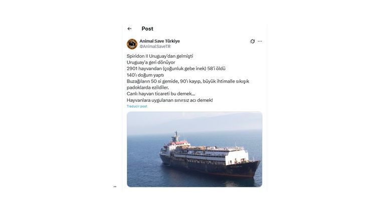 vacas uruguayas no pudieron ser descargadas en Turquía