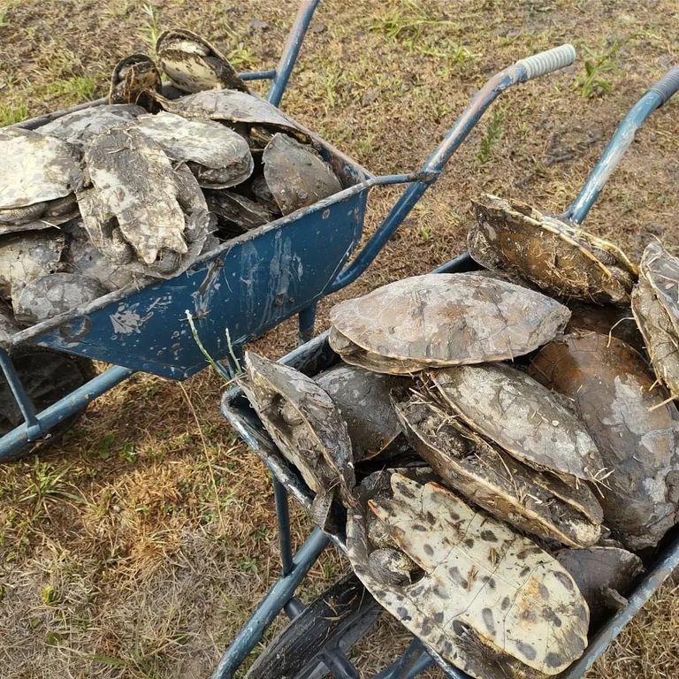 Rescate de tortugas acuáticas en Goya, Corrientes