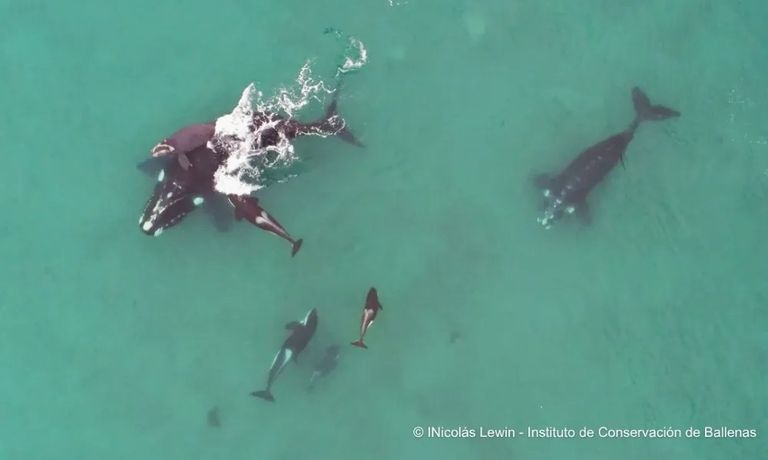 orcas_cazadoras_Madryn