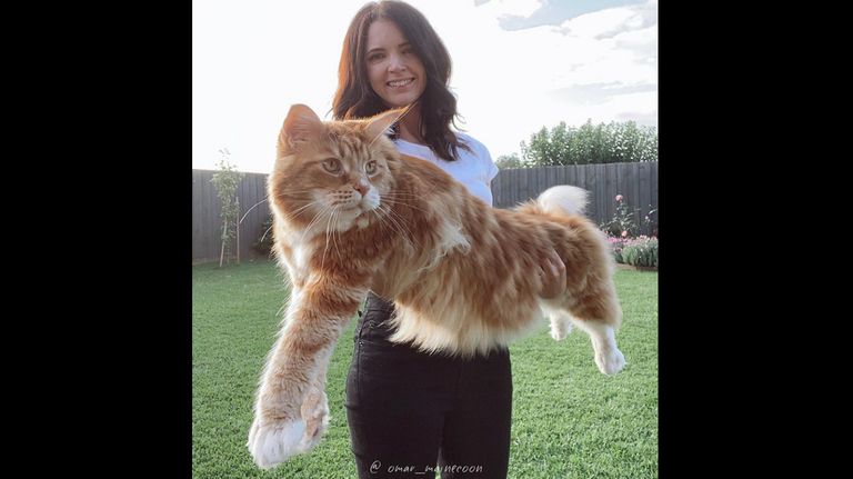 Omar, el gato que quiere desplazar a Barivel de los récords Guinness