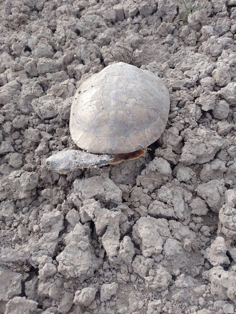 Rescate de tortugas acuáticas en Goya, Corrientes