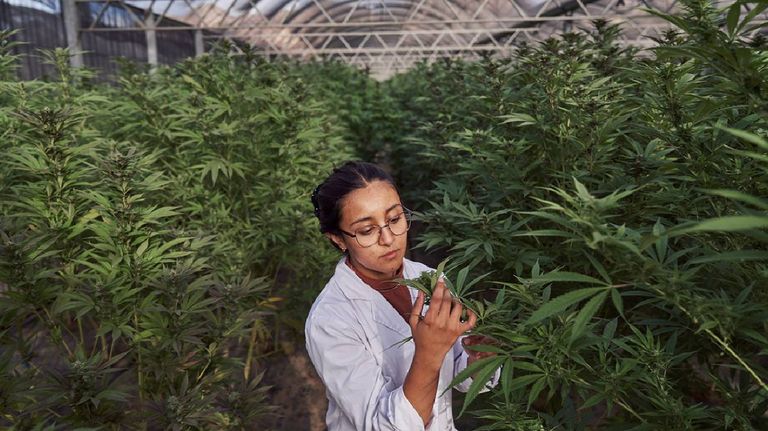 Cannabis 20230729