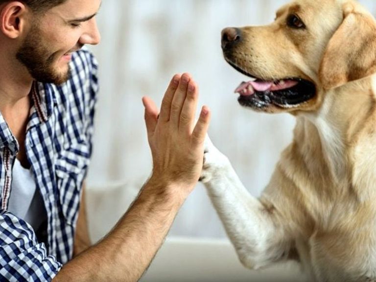 Afirman que los perros nacen con la capacidad de entender a los humanos