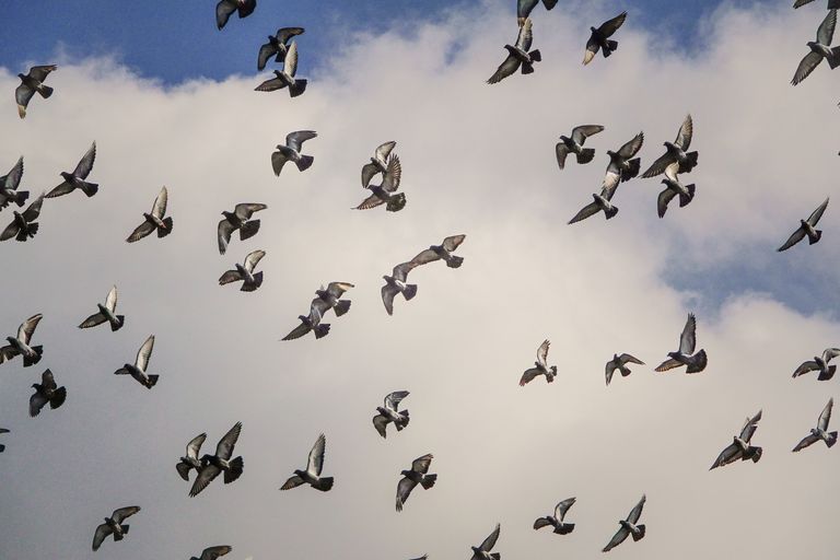 Palomas mensajeras