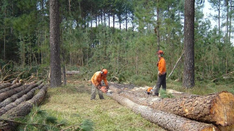Industria forestal