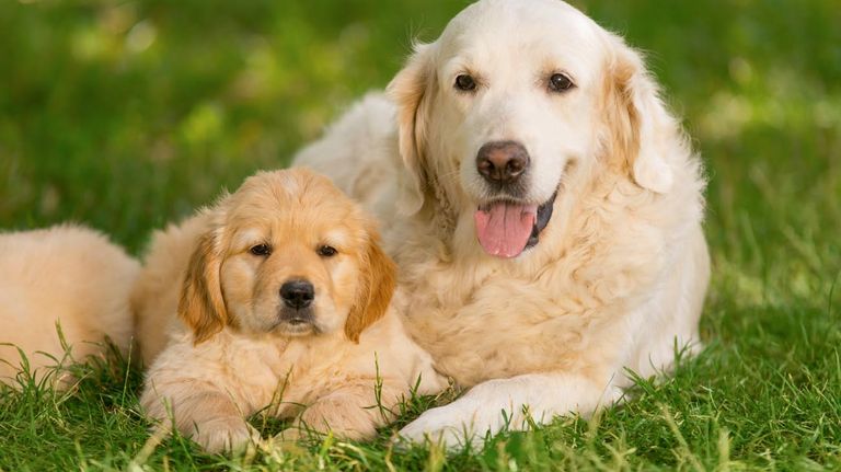 7 señales de que un perro confía en su dueño 20220927º