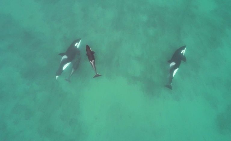 orcas_cazadoras_Madryn