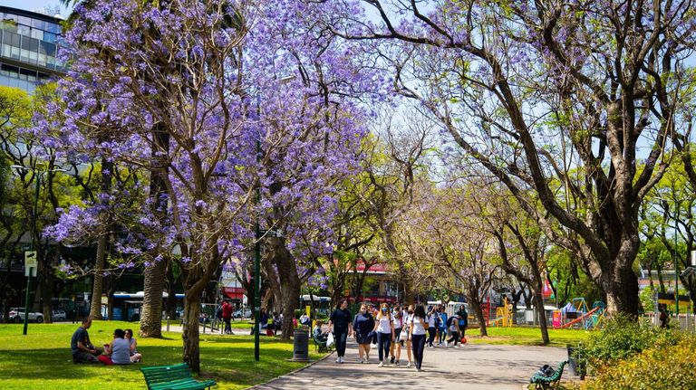 Jacarandá 2021