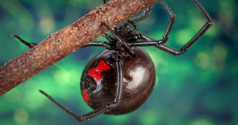 Araña
