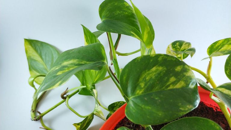 10 plantas venenosas para Gatos 20220803