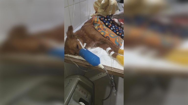 Perros mutilados 20220715