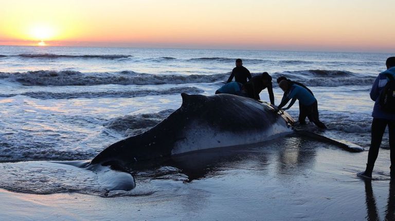 Rescate Ballenas