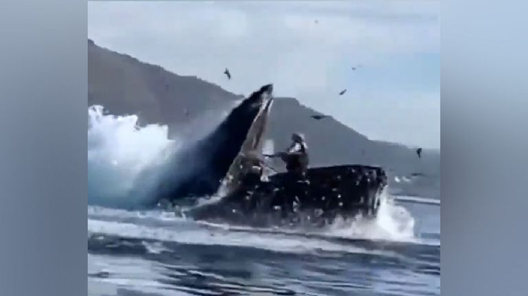 ballena 20220802