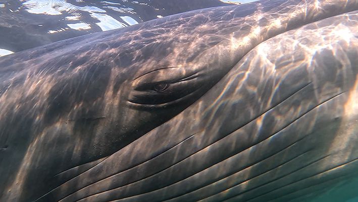 Ballena