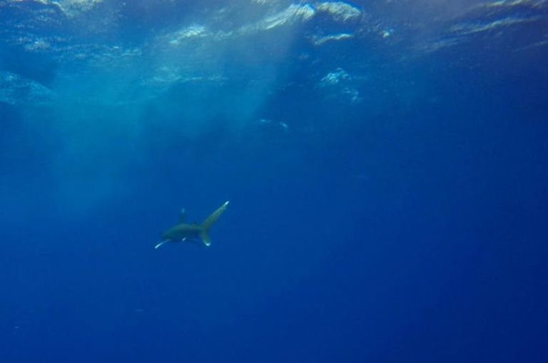 La protección de los tiburones