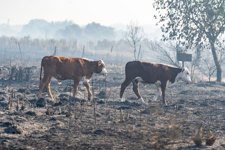 incendios corrientes