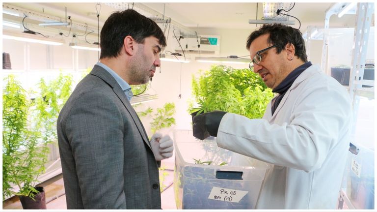 cannabis medicinal 28082023