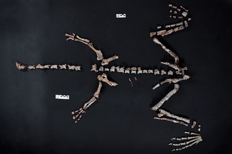 Nuevo dino en La Rioja