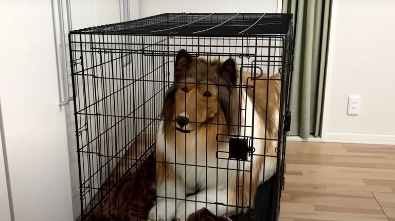El 'hombre perro' se hace llamar 'Toco'