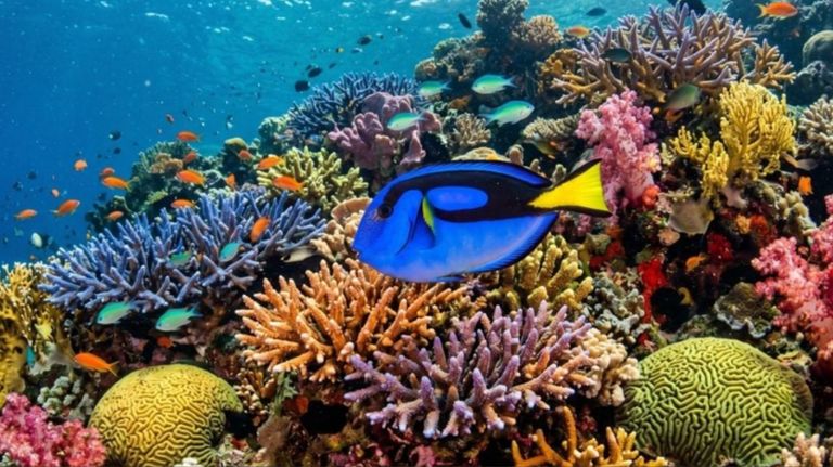 El 96 % de los arrecifes de coral de aguas cálidas del planeta enfrenta un peligro crítico