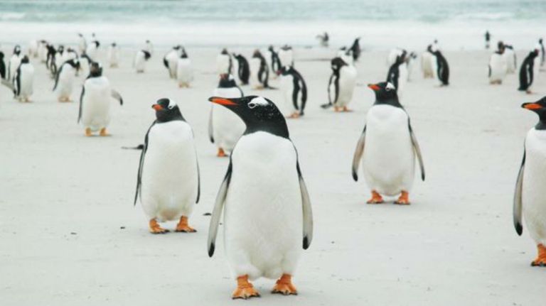 familia gales islas malvinas g 12142018