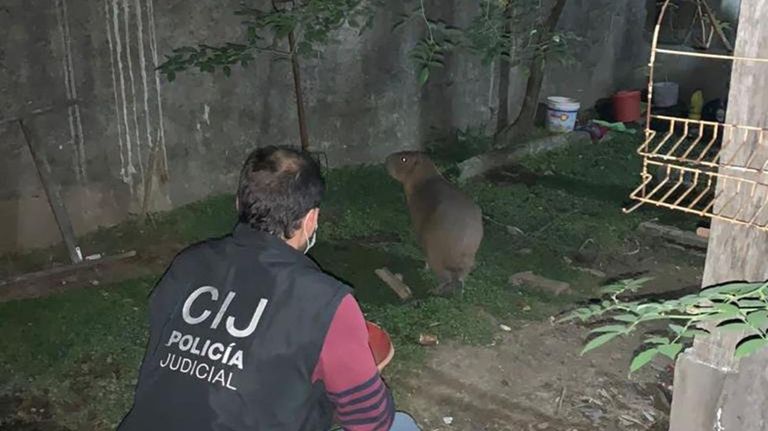 Carpincho en estado de abandono 20220419