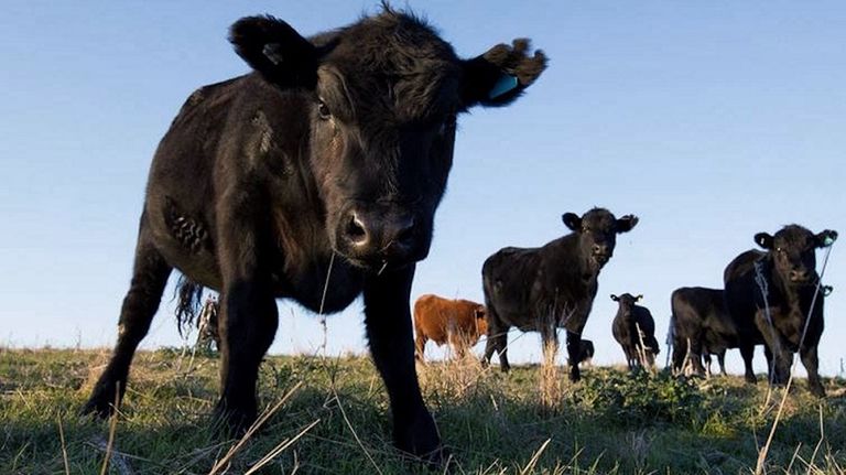 Vaca loca
