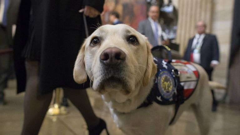 perro sully funeral george bush