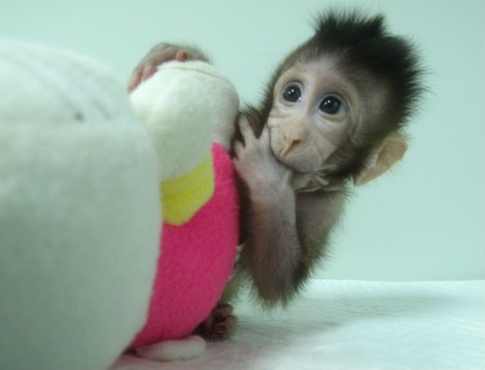 Monos clonados