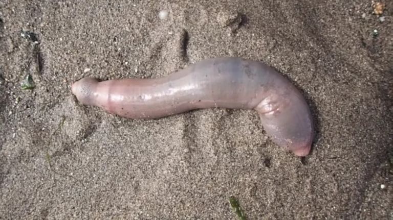 peces pene 13122019
