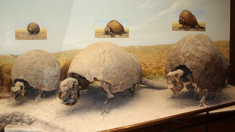 Descubren una nueva especie de gliptodonte que habitó en la Argentina