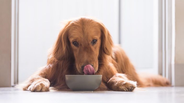 Perros comiendo 20220726