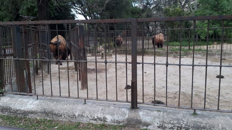 El recinto de los bisontes.