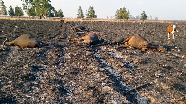 Incendios en Corrientes 20220216