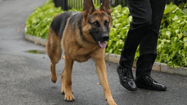 Commander perro de Joe Biden 20230927