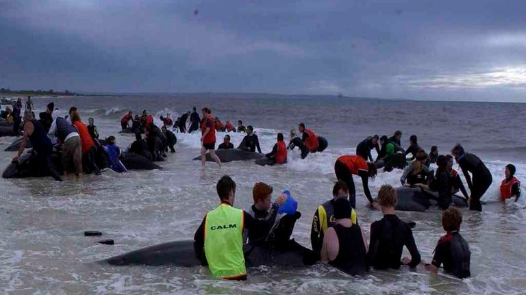 rescate de ballenas en Nueva Zelanda 2021024