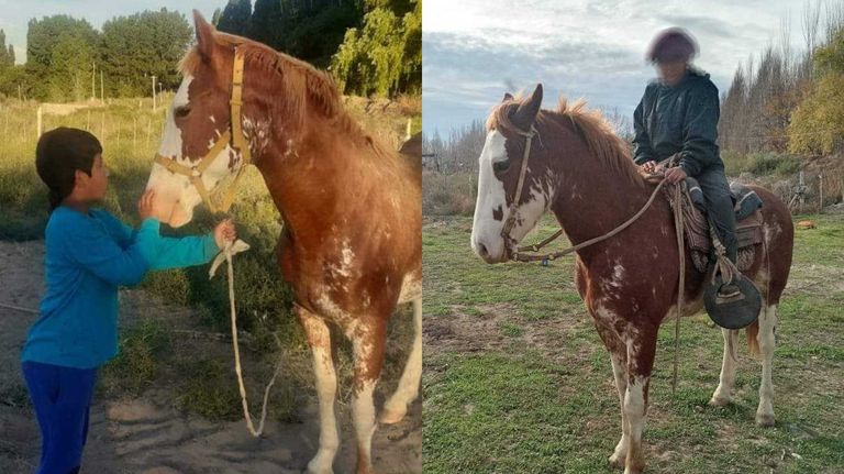 Caballo Regalito