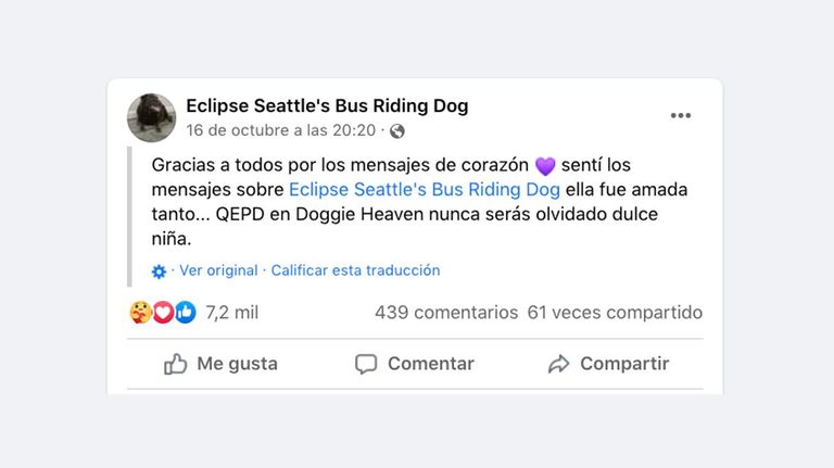 Eclipse, perrita americana