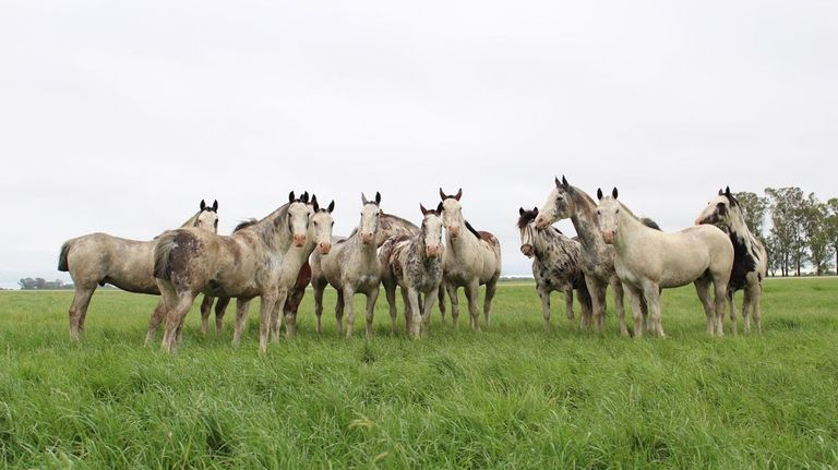 Caballos