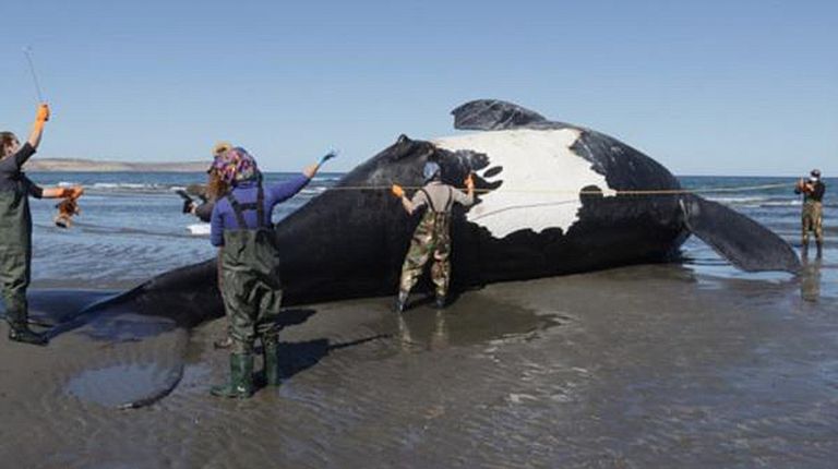 ballenas chubut 03102022