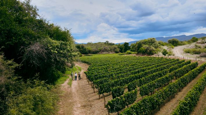 Viñas