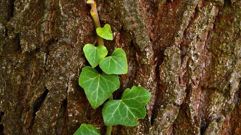 10 plantas venenosas para Gatos 20220803