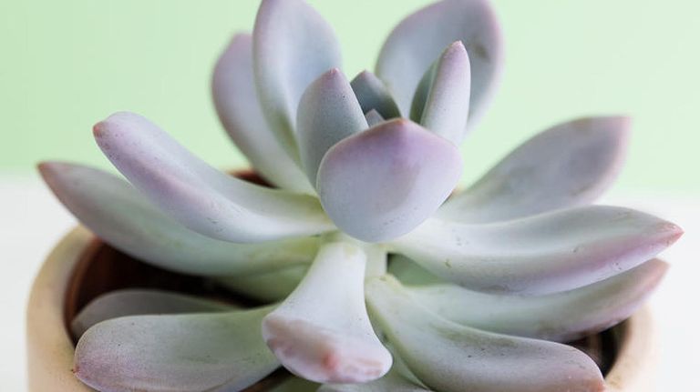 Perros y plantas 20221005