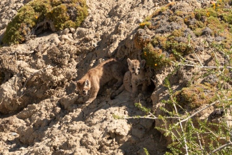 Cachorros puma