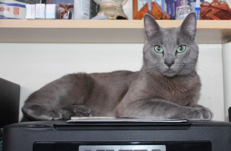 La adopción de gatos, en aumento.