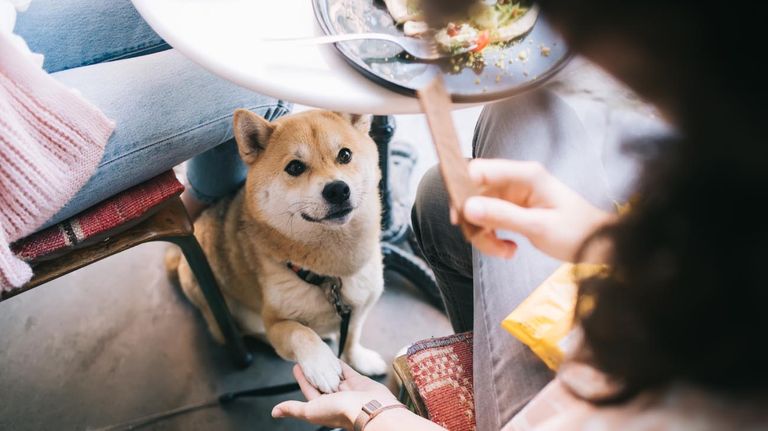 Restaurantes pet friendly en CABA 20221011