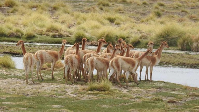 Salares de Catamarca 20210901